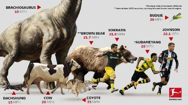 欧洲杯动物和人踢球（欧洲杯动物和人踢球哪个厉害）
